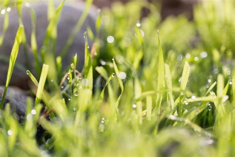 Dew Drops On Green Grass Stock Image Image Of Bright 101633137