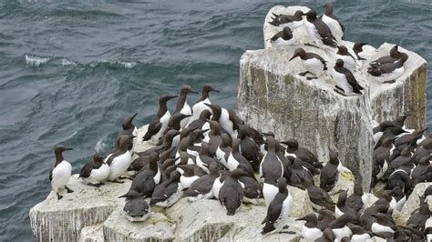 Farne Islands To Close To Visitors Amid Bird Flu Fears Bbc News
