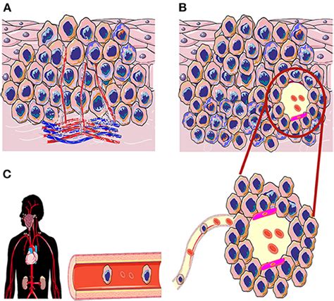 Frontiers Vasculogenic Mimicry In Head And Neck Squamous Cell