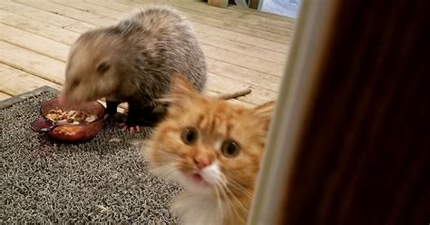No, possums do not eat cats. This Cat's Reaction To Possum Stealing Her Food Gets ...