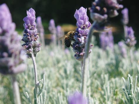 Busy Bee On Lavender Photograph By Jackie Tweddle Fine Art America