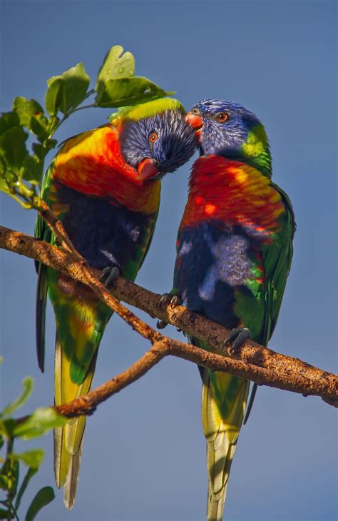 Hd Wallpaper Rainbow Lorikeets Parrots Two Colourful Birds