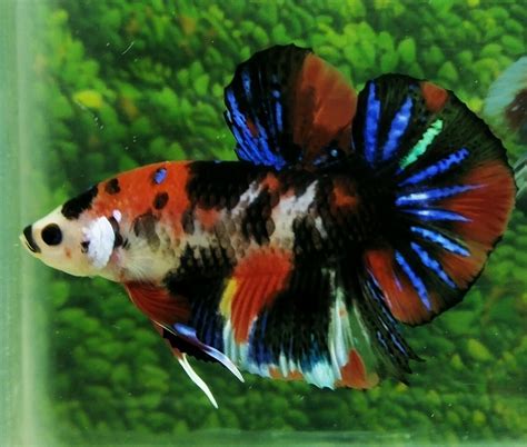 Beautiful Betta Big Giant Multicolor Tiger Hmpk Male Betta Fish