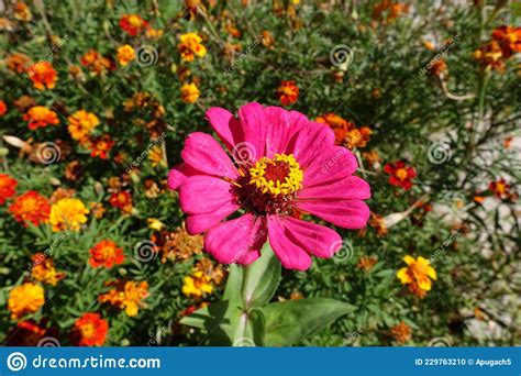 A Flower Of Magenta Colored Zinnia Elegans In August Stock Photo