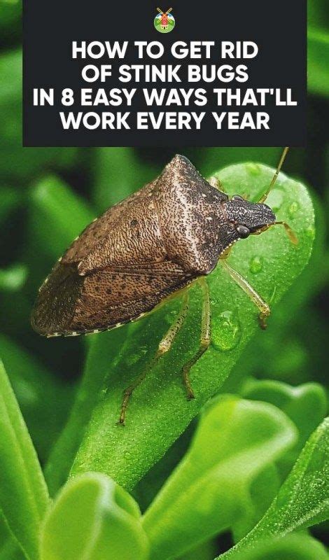 How To Get Rid Of Stink Bugs In 8 Easy Ways Thatll Work Every Year