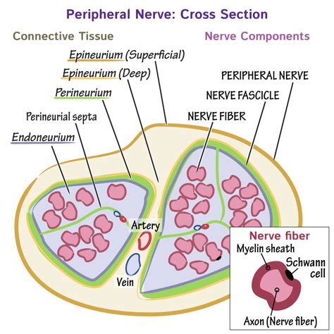 Peripheral Nerve Histology Cross Section