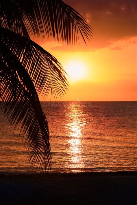 Beautiful Sunset On The Beach Sun Goes Down To The Sea Palm On The