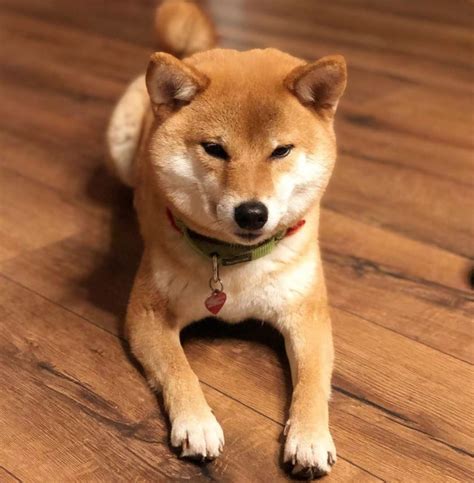14 Adorable Facts About Shiba Inu Page 3 Of 5 The Paws