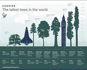Tree Height Guide The Tallest Trees In The World R Coolguides
