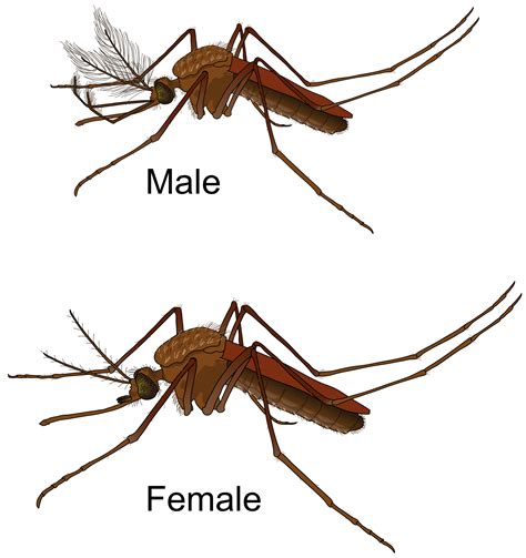 Males Vs Females We Hear A Lot About Female Mosquitoes But What Do Males Do Read This Weeks