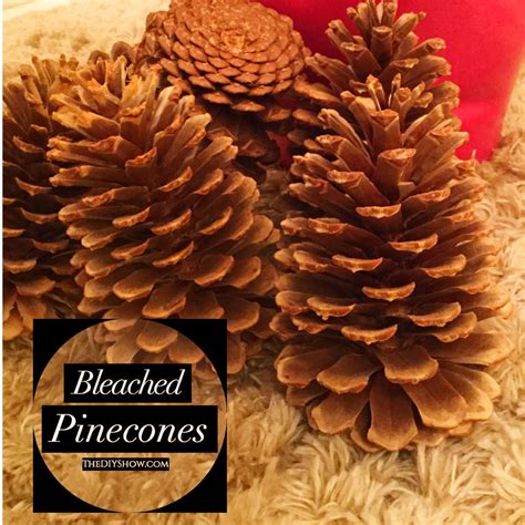 Bleached Pine Cones Fall Halloween Crafts Fall Decor Diy Pine Cone