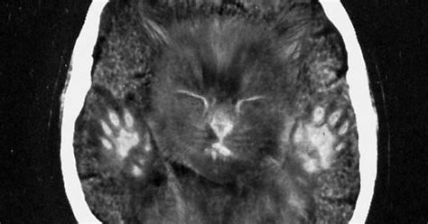 Cat Scan Imgur