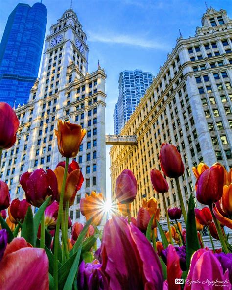 Spring Chicago Wallpapers Wallpaper Cave