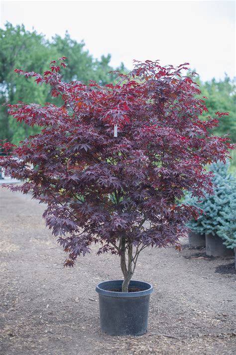 We did not find results for: MAPLE BLOODGOOD JAPANESE For Sale in Boulder Colorado