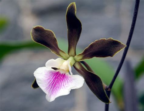 Easy To Grow Orchid Types For Your Indoor Garden