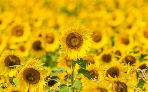 Download Wallpaper 3840x2400 Sunflowers Flowers Yellow Field Bloom