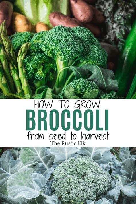 Ready To Learn How To Grow Broccoli From Seed At Home These Tips And