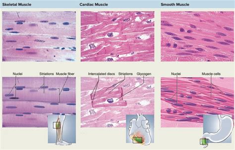 Tugas jantung pada proses memompa dan menyuplai darah ke seluruh tubuh tidaklah sederhana, berikut adalah gamnar dan penjabaran nya. Saintis Kesehatan