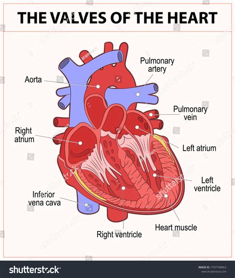 Diagram Human Heart Anatomy Stock Vector Royalty Free 1797748963