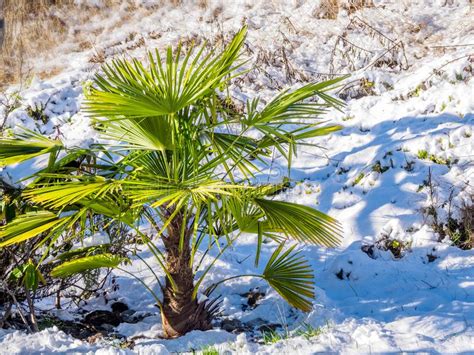 Snow On A Palm Tree Stock Image Image Of Plant Backgrounds 110799681