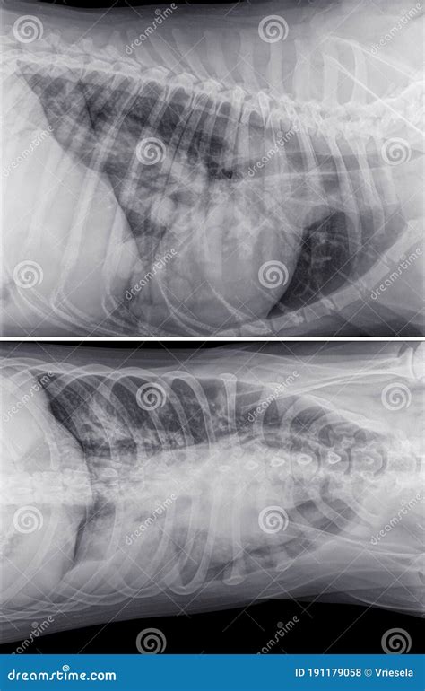 X Ray Radiograph Of A Dog With Lung Cancer Stock Photography