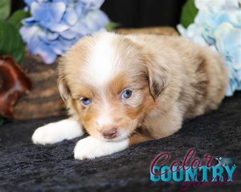 Ruby Rose Red Merle Female 1 Color Country Aussies