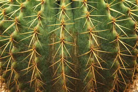 Close Up Green Tiny Cactus Thorn Sharp Texture 5355825 Stock Photo At