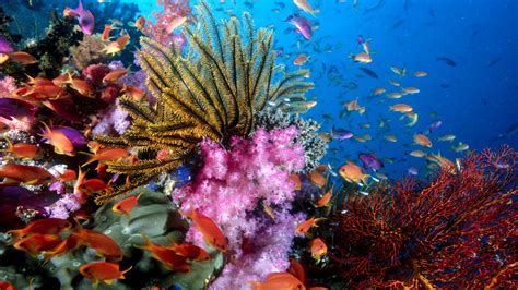Tropical Island Wallpaper With Fish 49 Images