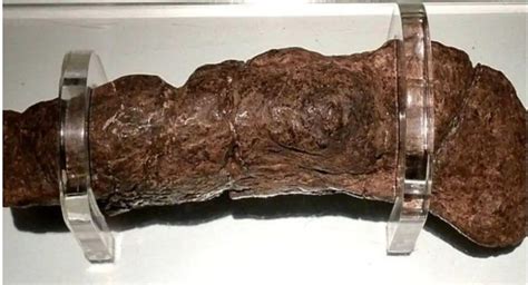 Uk Museum Displays Worlds Largest Known Human Poop Which Is 20cm Long