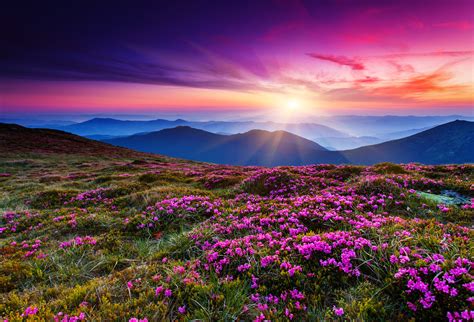 But, nonetheless, we saw the nature at its best. Mountain flowers - diamond painting - Luminlife Shop
