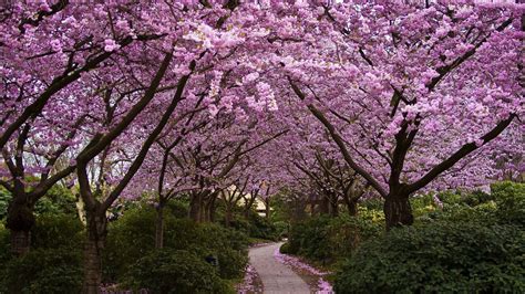 Cherry Trees Blossoms In The Garden Petals On The Path