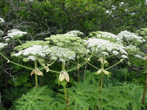The Mighty Eagle Poisonous Plants Giant Hogweed The Mighty Eagle