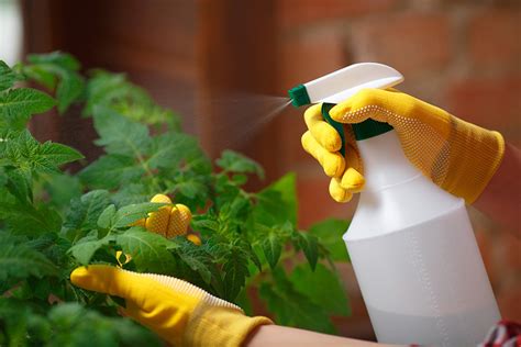 6 Easy Homemade Pesticides That Really Work