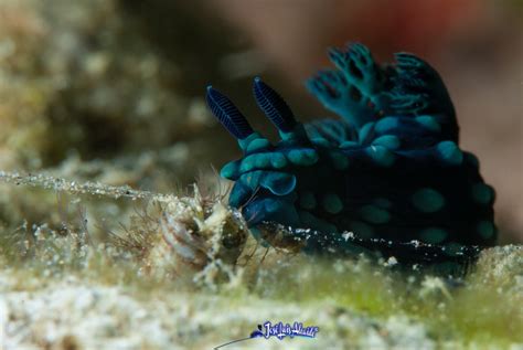 Nembrotha Cristata Underwater Photography Joséluisalcaide