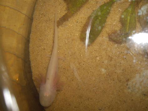 Gfp Leucistic Axolotl Axolotl Axolotl Cute Axolotl Care My Xxx Hot Girl