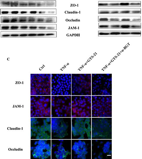 GTS 21 Improves The Tight Junction TJ Proteins Expressions And