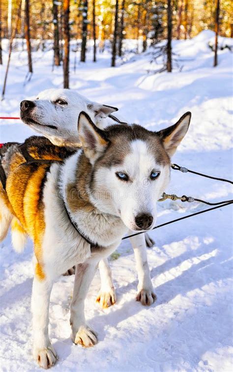 Husky Dogs In Sleigh In Lapland Finland Reflex Stock Photo Image Of
