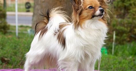 10 Small Dog Breeds That Are Perfect For Indoor Pets ...