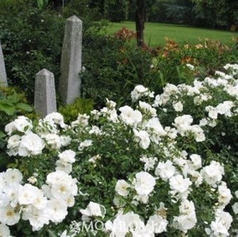 Flower Carpet White Rose Star Nursery Garden And Rock Centers