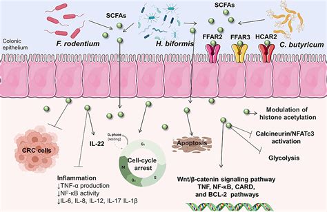 Frontiers Alterations In The Gut Microbiota And Their Metabolites In