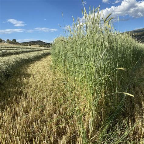 Ray Hard Red Winter Wheat Great Basin Seeds