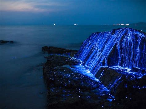 Bioluminescent Shrimp Glitter On Rocks In Okayama Japan Beautiful