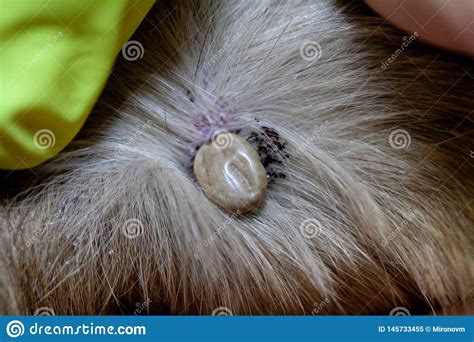 A health threat to both pets and their humans. Infected Tick Bite On Dog Pictures | Mice