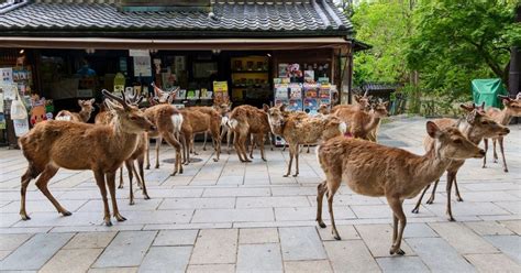 La Ville Peut Elle Accueillir Tous Les Animaux Sauvages Qui Sy