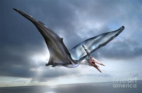 Pterosaur Flying Reptile Photograph By Masato Hattoriscience Photo Library