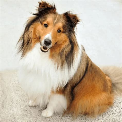 10 Best Looking Dog Breeds Heads Will Turn Dog Friendly Scene