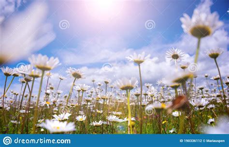 Field Of Daisies In Sunlight Wild Flowers In Summer Stock Photo