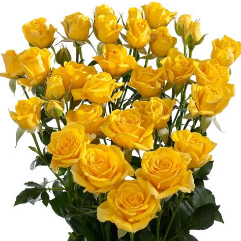 Your Day Is Always Sunny With A Bunch Of Marisa Spray Roses In Bright