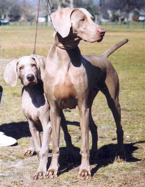 Life With Weimaraners Tips From A Breeder American