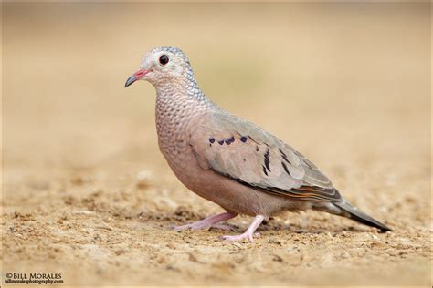Common Ground Dove Bill Morales Photography